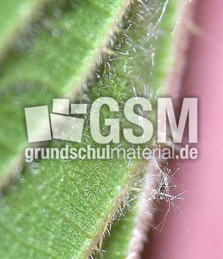 Brennnessel-Haare-2.jpg